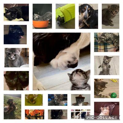 November 2022-November 2023 Fostered 21 kitties and 2 dogs! Best foster experiences has been with the Arizona Humane Society!