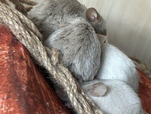 Olivers pet sitting/walking