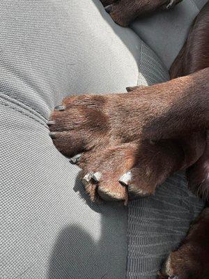 Sonja Professional Pet Grooming