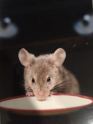 Jackson Exterminators