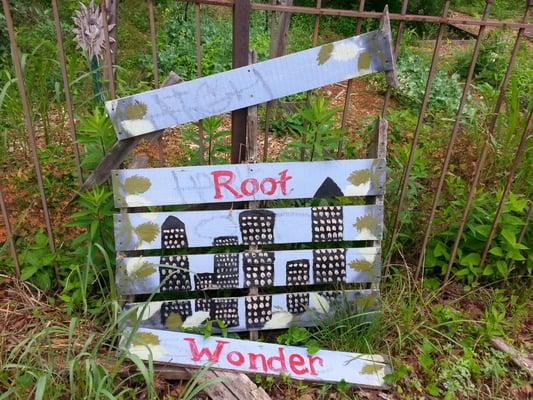 Wonder Root on Memorial.