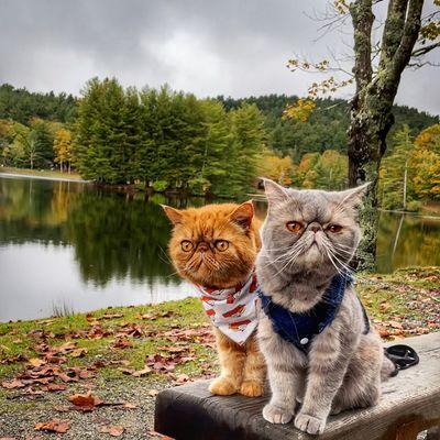 Azure Holland A Mobile Veterinary Service