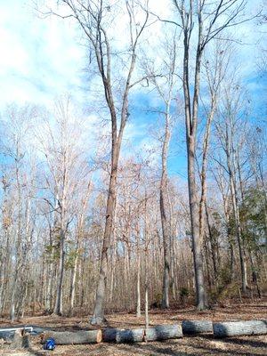 J&B LANDSCAPING AND TREE SERVICES