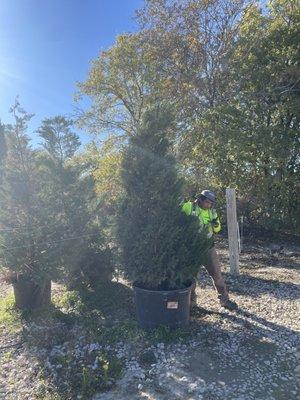 AVR Tree Services & Landscaping