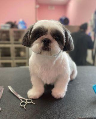 Woof Gang Bakery & Grooming Laredo