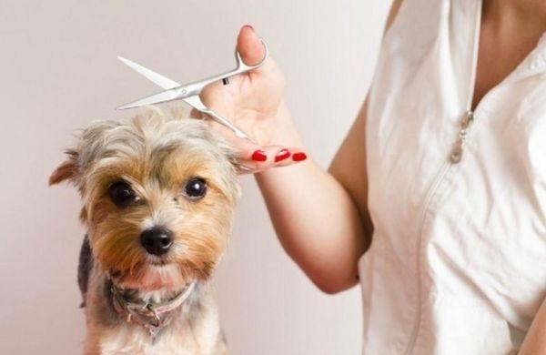 Choosing the right dog groomers for your dog is important. If you are in Great Falls, Billings, Laurel and Lewistown MT and l...