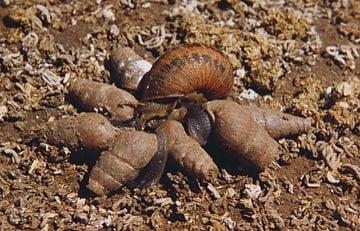 Mary's Good Snails eating Bad Brown Snail.