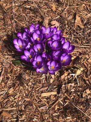 Spring Crocus popping out of Vineyard gardens display beds!