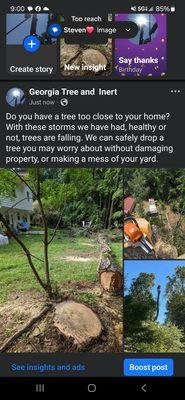 Georgia Tree and Inert