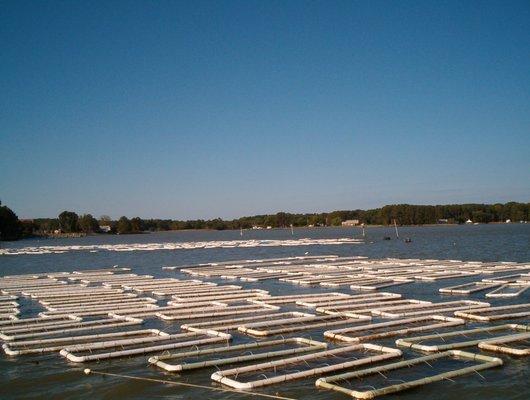 Cirlce C Oyster Ranch