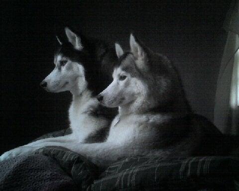 Paws 4 Perfect Petcare