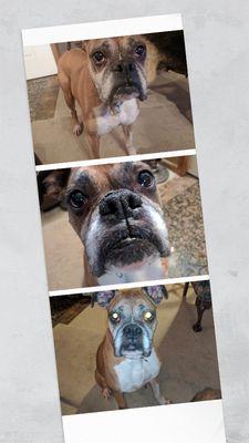 Wags & Whiskers Pet Sitting & Dog walking