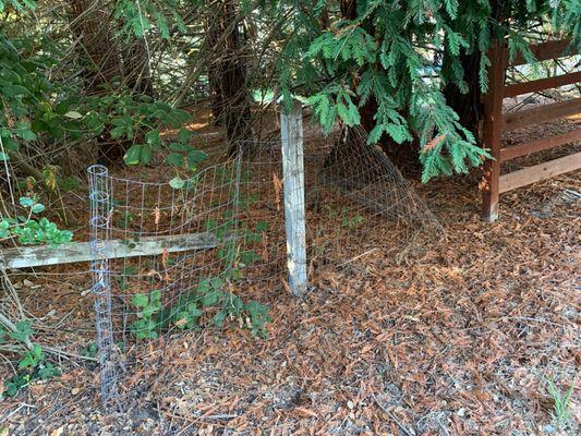 Fence between our houses but they stopped short and left a 20 foot gap for some reason.