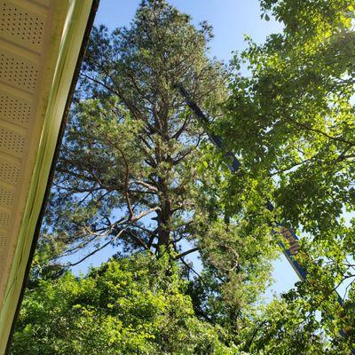 The pine tree that with every storm threatened to take out my house.