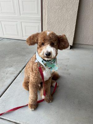 Sit Happens Dog Training