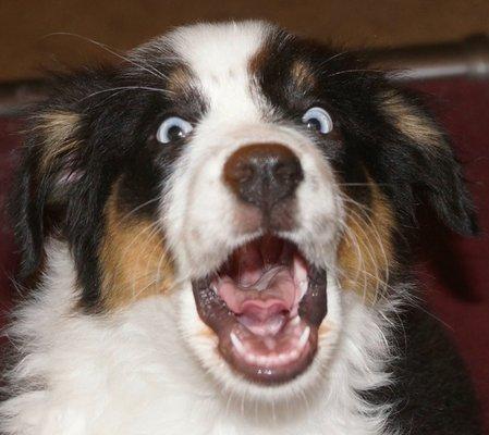 Off Leash K9 Training