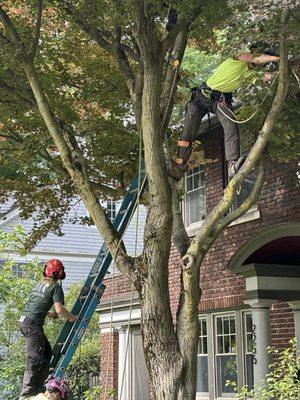 Ripley Tree Service