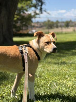 Waxahachie Veterinary Clinic