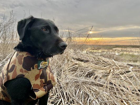 One alive, healthy and active dog thanks to Jen.