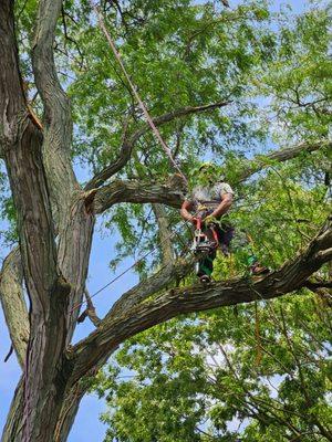 Right Way Tree Services
