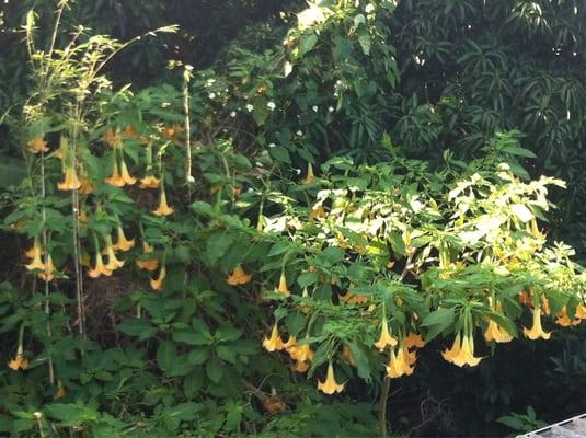 Angel Trumpet tree