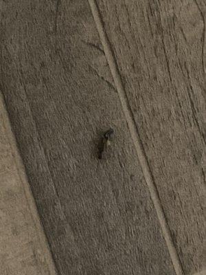 Seasons of Green Oaks