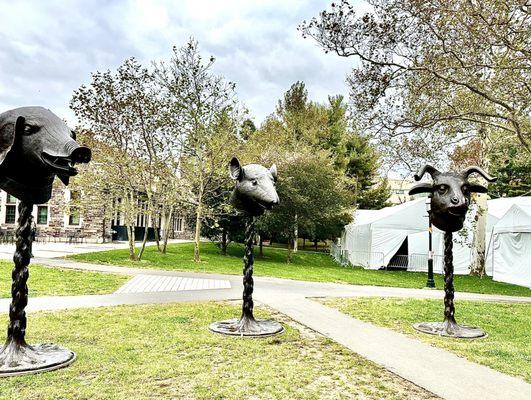 Princeton University