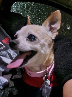 C-VET Animal Hospital