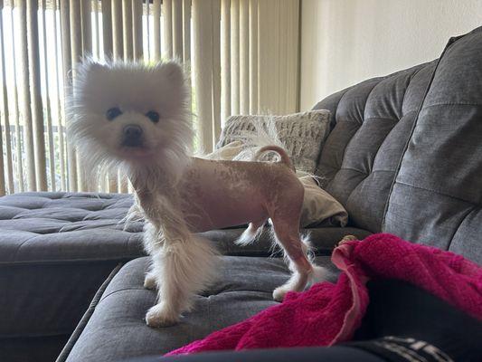 Here Elton is bald (this is prior to seeing this dr)