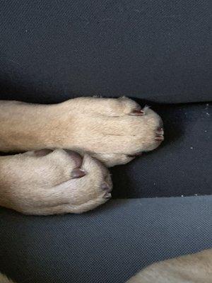 The Hound Lounge Pet Grooming And Spa