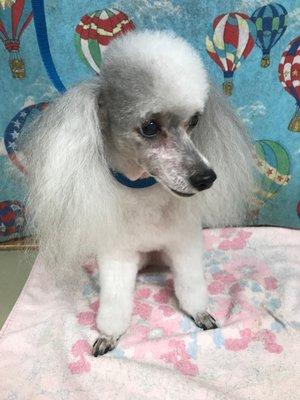 Snowberry's Grooming & Pet Boarding