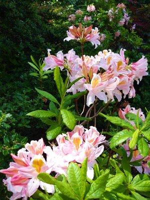 Masterpiece Gardening