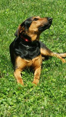 Dog Containment Systems