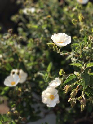 Ramirez Landscaping & Plant Nursery