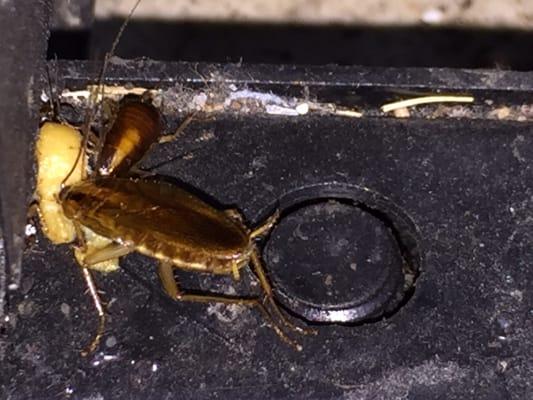 Halliday Pest Control