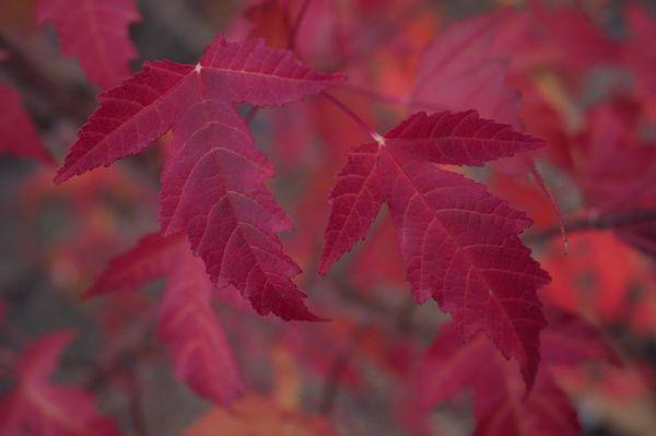 fall maples