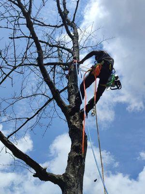 Green Planet Professional Tree Service