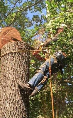 Cole's Tree and Mulching Service