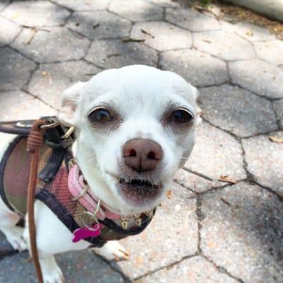 The Dandy Dogwalker - Brooklyn