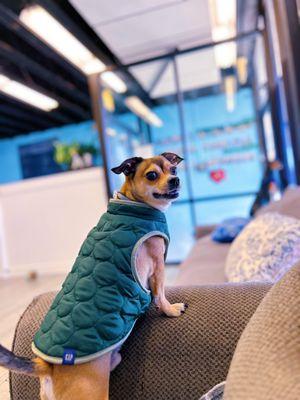 Squirt looking handsome in his jacket.