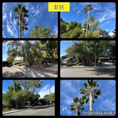 Tzuban Tree Services