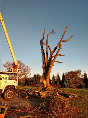 Curtis Tree Service