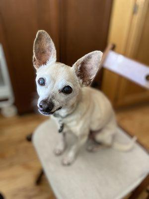 Shiloh Veterinary Hospital