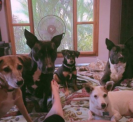 Spicewood Vet Clinic