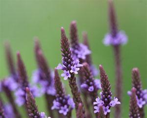 Dream Away Outdoor Designs