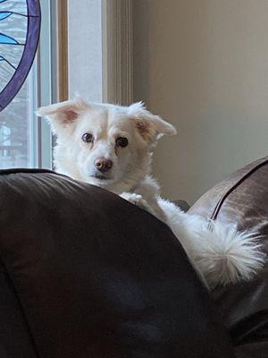 Pampered Pooch Bakery & Salon