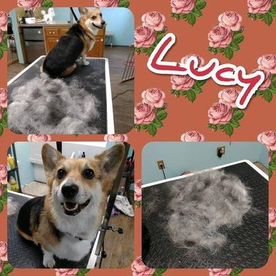 Once Upon A Pooch Grooming