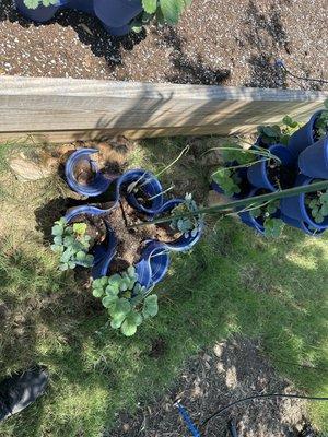 The broken strawberry tower they tucked up against my garden bed