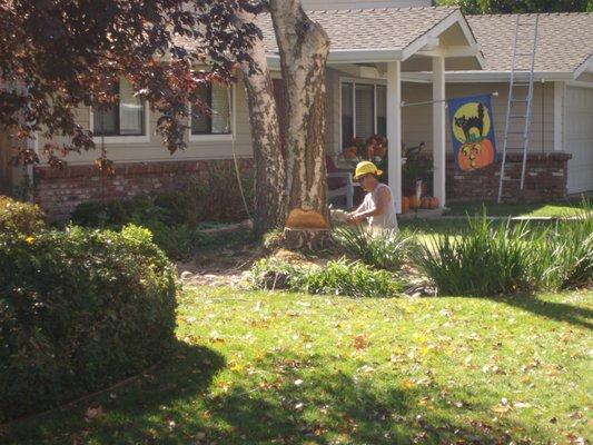 Felling a dead White Birch Tree