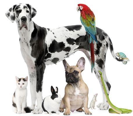 Veterinary Medical Services